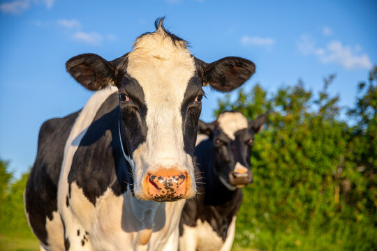 Portrait de vache laiti&egrave;re dans les champs en France.