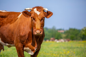Naklejka na ściany i meble Vache de type race à viande Rouge des Prés dans les champs.