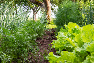 Fresh lettuce growing in a country garden with trees in the background
