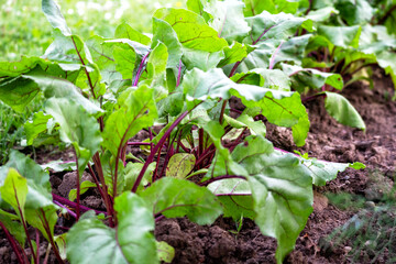 
Fresh lettuce growing in the country garden