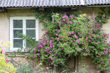 Fototapeta na wymiar A large bush of pink flowers in the yard of a country house