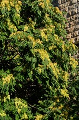 Mimosa en Am&aacute;n, Jordania, Oriente Medio