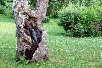 
Old tree trunk with empty core on garden background