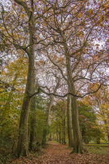 Allée de platanes automnale dans le parc du château de Pont-de-Veyle, Ain, France