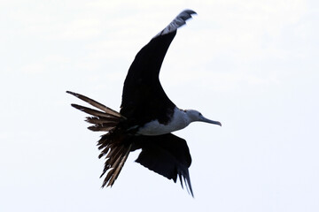 Um show de habilidade e velocidade com fragatas que pegam peixes no ar jogados pelos pescadores de Guaratiba - Mricá - RJ