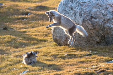 Playful arctic fox