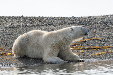 Summer polar bear