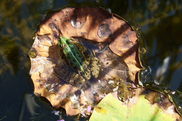 Rana su foglia di ninfea