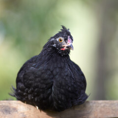 Close up of young black chick isolated on blurred garden background