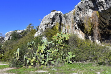 Kolczasta Opuncja figowa, owoce, rośliny z rodziny kaktusowatych, Syrakuzy, Sycylia, Włochy,  