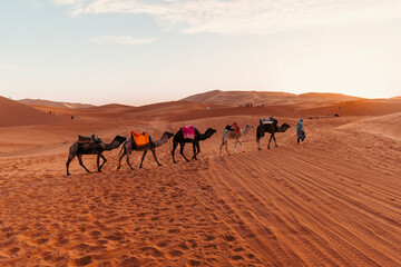Caravan of camels in Sahara desert, Morocco