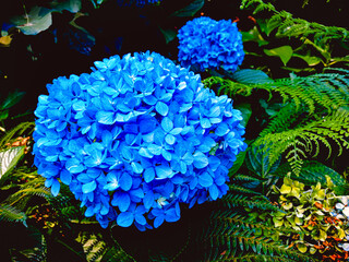 hydrangea. blue. Spain. flower. Forest