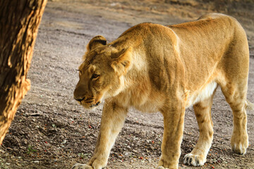 Fototapeta premium Queen of forest I Lioness Asiatic lion (Panthera leo) in Gir Forest National Park in Gujarat India. Asiatic Lioness image was taken in gujarat sasan gir only place in the world. with copy space