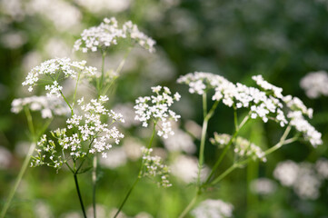 background with forest herbs. small white flowers on a blurred green background