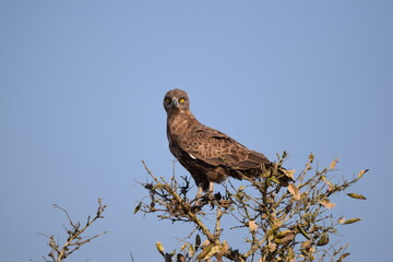 bird of pray