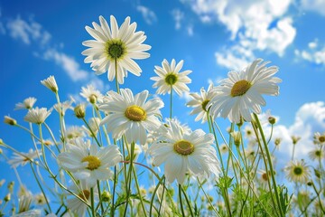 Field of White Daisies Under Blue Sky