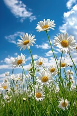White Daisies in a Blue Sky Field