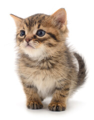 Obraz premium Kitten on white background.