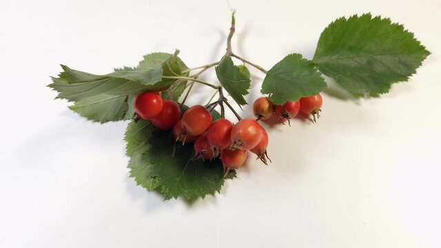 Twigs of hawthorn with fruits on wooden surface, top view