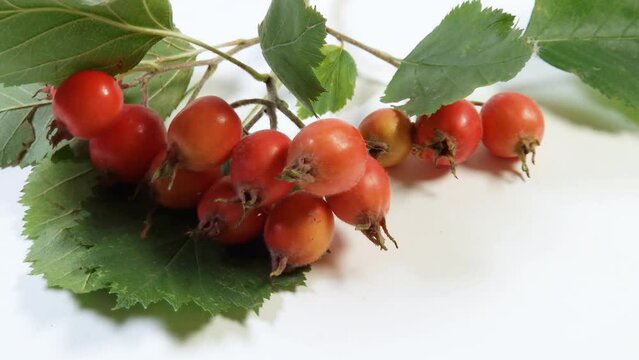 Twigs of hawthorn with fruits on wooden surface, top view