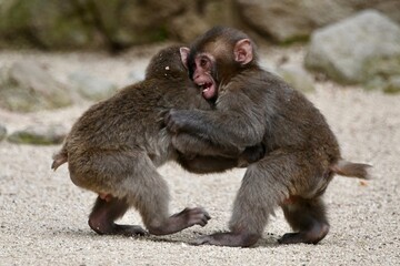 ニホンザルの相撲