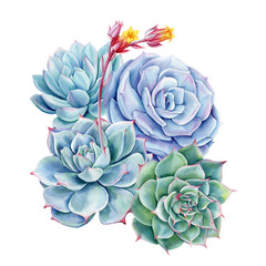 Succulents bouquet, echeveria watercolor painting illustrations isolated background, green plants composition poster