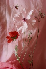 White and red poppies on a pink background, close-up