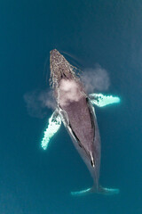 Humpback whale breathing © ArcticPassion