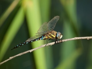 dragonfly on a brunch 