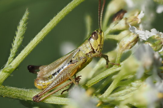 grasshopper on the grass