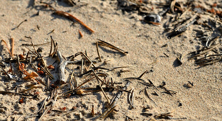 Ant on path