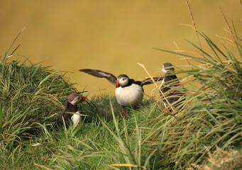puffin bird in iceland