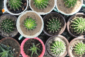 Small cacti in planters. House plants that do not require maintenance. Water scarcity