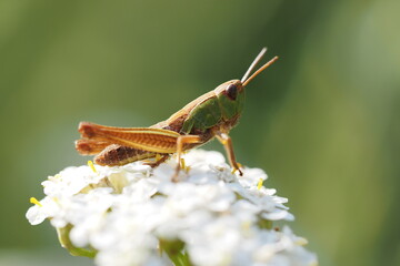 grasshopper on a flauer