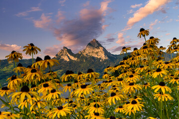 Fleurs jaunes avec montagnes en arrière plan lors d'un coucher de soleil