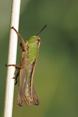grasshopper on the grass