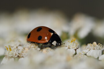 ladybird on a flower