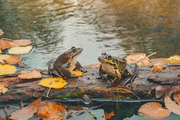 Frogs sitting on woodin a lake with autumn leaves