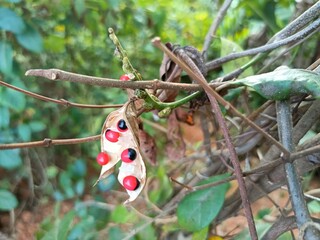 Abrus precatorius, commonly known as jequirity bean or rosary pea, is a herbaceous flowering plant in the bean family Fabaceae.