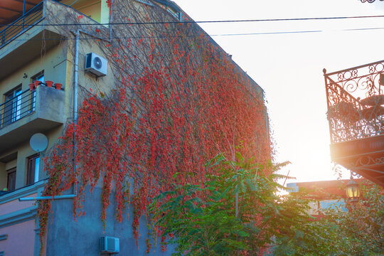 A building covered in red ivy with the sun shining behind it.