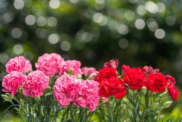キラキラをバックにピンクと赤のカーネーションの花