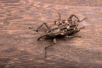 木のテーブルの上のオオゾウムシ