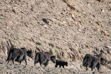 Yaks are walking in the mountains, Tso Momriri, the Himalayas, Ladakh