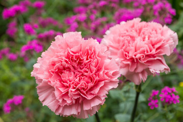 ピンクの花のボケをバックにピンクのカーネーションの花のアップ