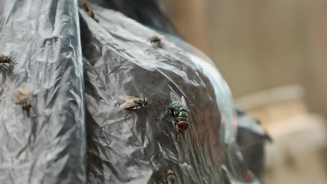 Green bottle fly (Lucilia sericata) and common fruit fly (Drosophila melanogaster) Landing on black plastic.