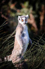 Lèmurien sur son ilot , portrait animalier 