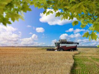 Fototapeta premium Harvester in wheat field. Agricultural landscape. Agro business. Agro landscape with harvester. Sale of agricultural machinery concept. Harvest of bread. Harvester for collecting spikelets of wheat