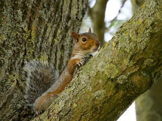 squirrel sitting on a tree