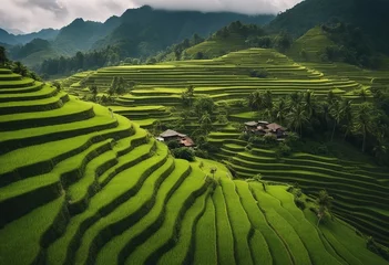 Fotobehang Panoramic landscape of Indonesian rice field terraces on a mountain ricefield terrace super wide ric © ArtisticLens