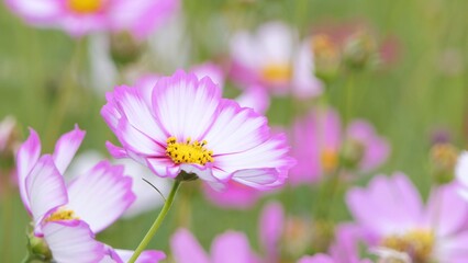 Cosmos flower field blooming in spring.